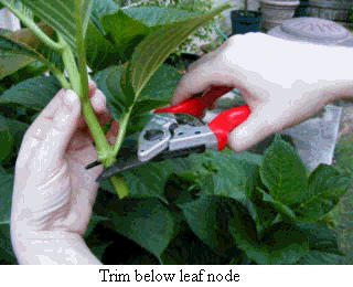 Trim below leaf node