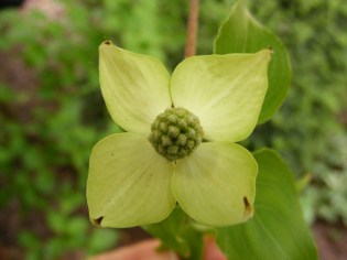 A Dogwood blossom
