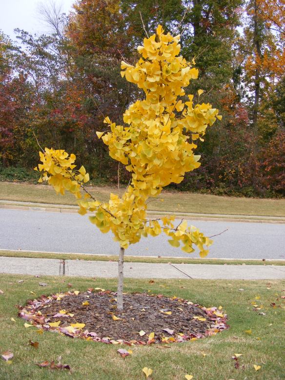 Gingko leaves in the fall
