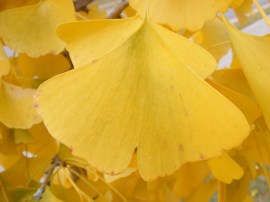 Gingko leaves