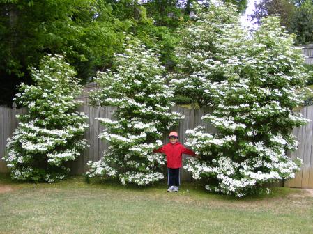 Viburnum shrubs with Jamie