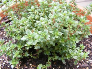 Lemon thyme
