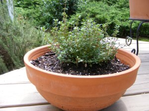 Pot of lemon thyme