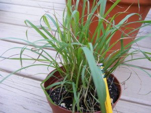 Lemon grass