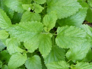 Lemon balm