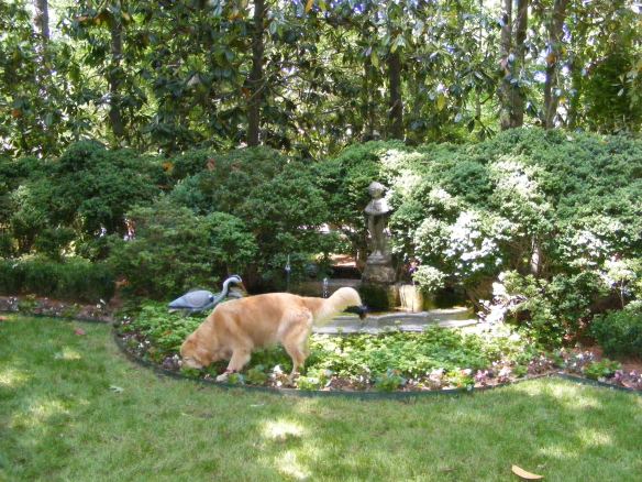 A water feature with the gardener's dog