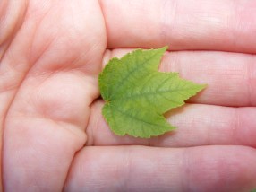 A green leaf, sign of life