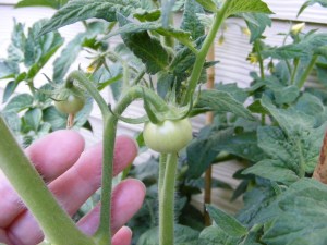 A young tomato