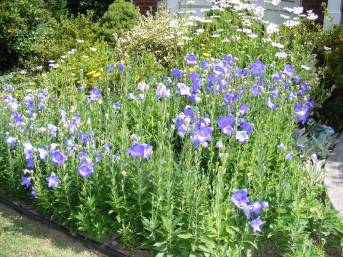 Balloon Flower Patch