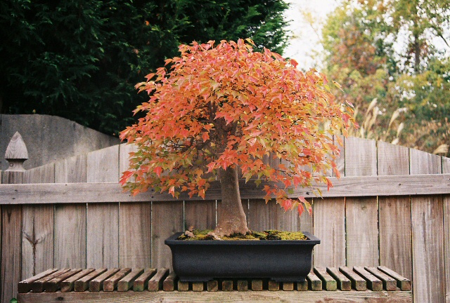 Fall colored bonsai