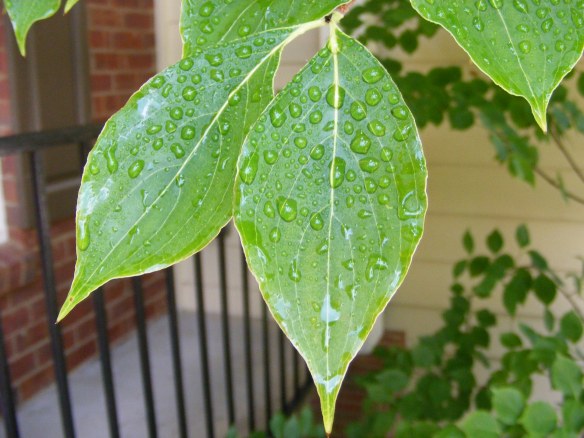 Wet leaf