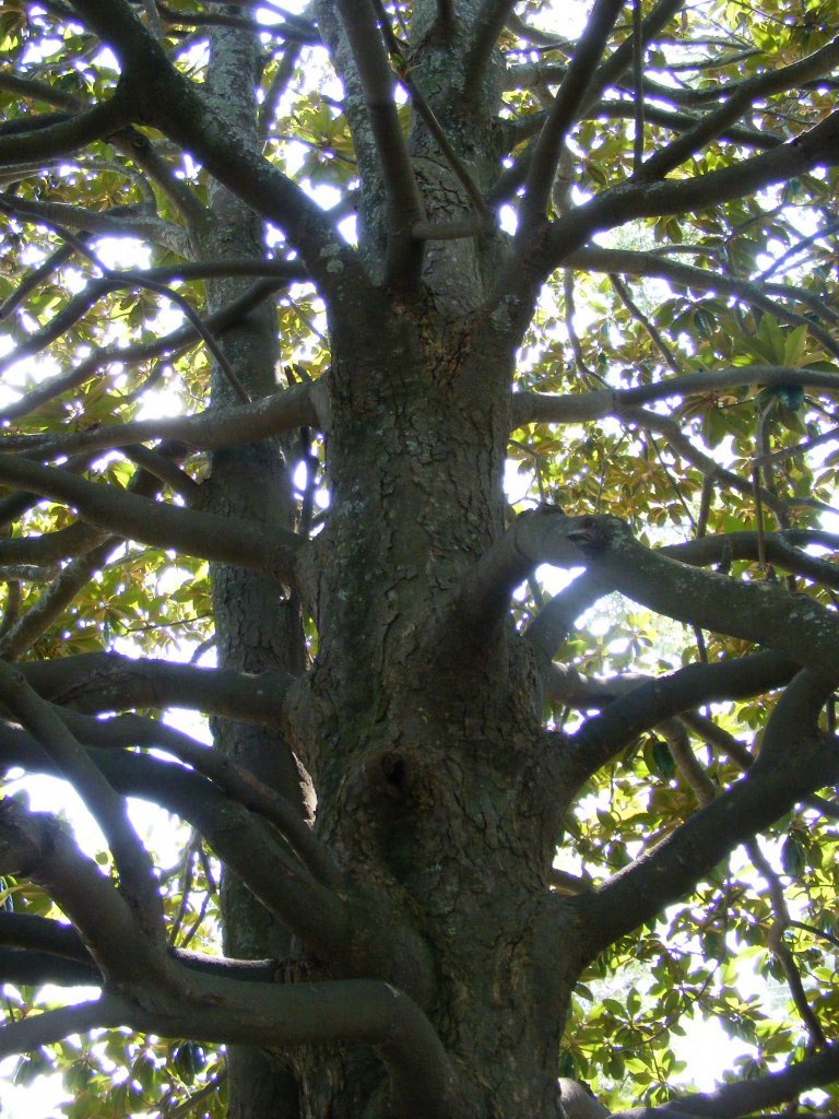 Magnolia branch structure