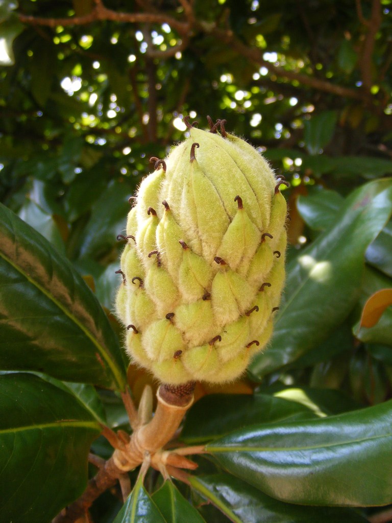 Magnolia cone