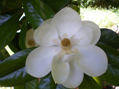 Magnolia flower